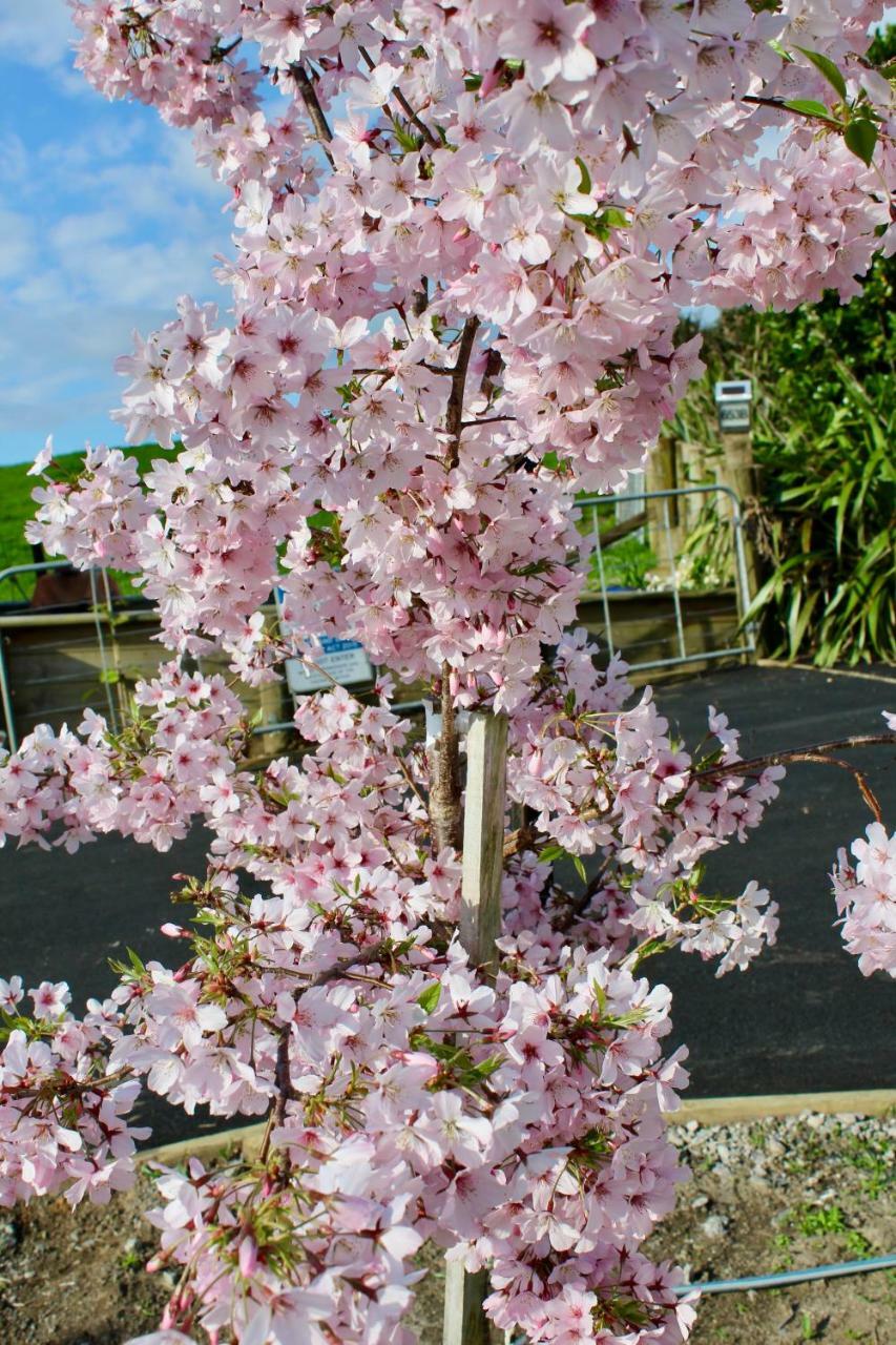 Arohanui Rural Retreat B&B Tauranga Eksteriør billede